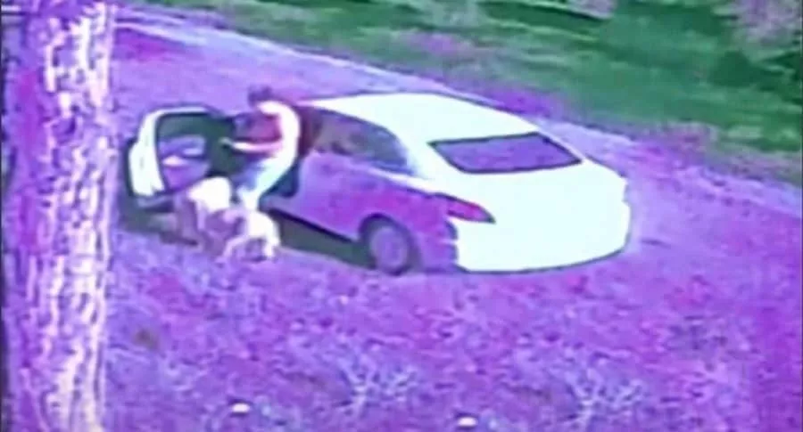 Pnatallazo del video del desalmado hombre que abandonó a dos perros en plena calle.