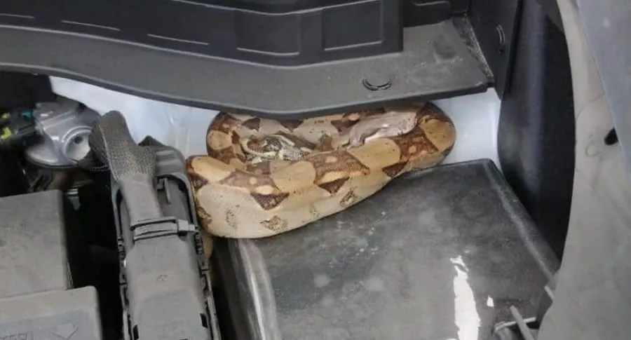 Serpiente que apareció en un carro, en Bogotá.