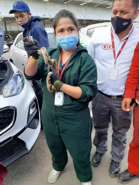 La serpiente fue hallada en el fuselaje de un carro nuevo / Secretaría de Ambiente.