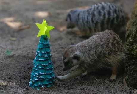 Las suricatas no se pudieron resistir a la decoración de Navidad y se fueron a ver su nuevo árbol / EFE - Ernesto Guzmán Jr.