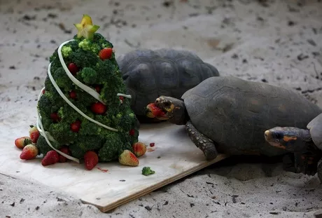 Las tortugas fueron de las que más disfrutaron, su árbol navideño estaba lleno de frutas / EFE - Ernesto Guzmán Jr.