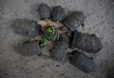  
No fueron natilla ni buñuelos, pero las tortugas se unieron para comer en estas épocas / EFE - Ernesto Guzmán Jr.