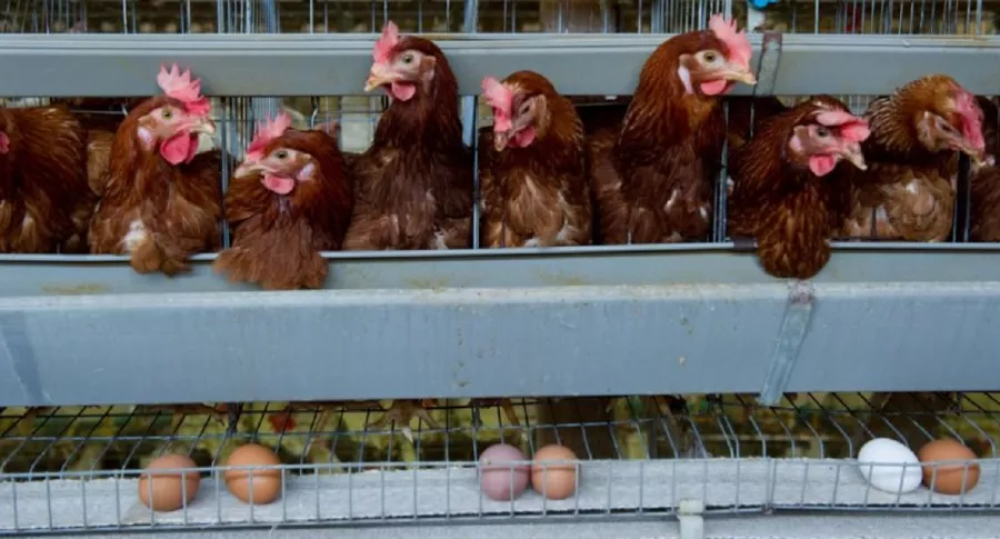 Por brote de gripe aviar en Corea del Sur sacrifican 19 millones de aves