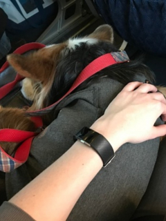 Perro viaja dentro de avión, ilustra nota de American Airlines ya no permitirá viajar con animales de compañía