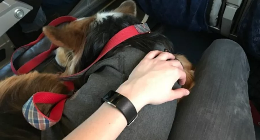 Perro viaja dentro de avión, ilustra nota de American Airlines ya no permitirá viajar con animales de compañía