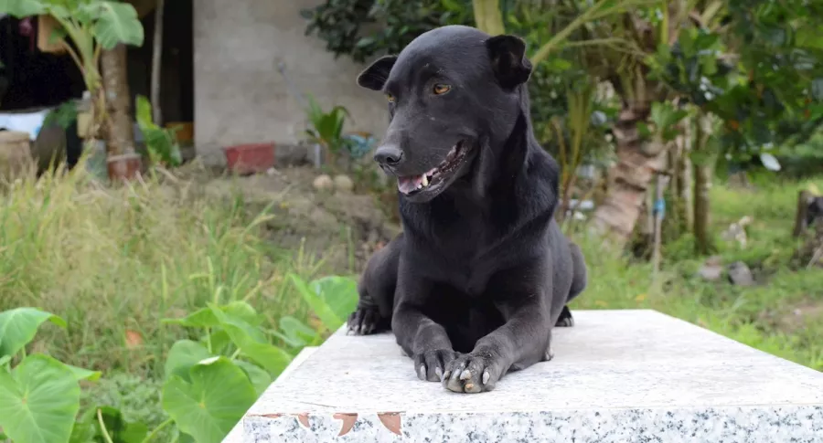 Mino , perra que no abandona tumba de su amo, niño de 2 años que murió ahogado