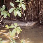 Ladrón completamente desnudo sobrevivió varios días en una zona infestada de cocodrilos