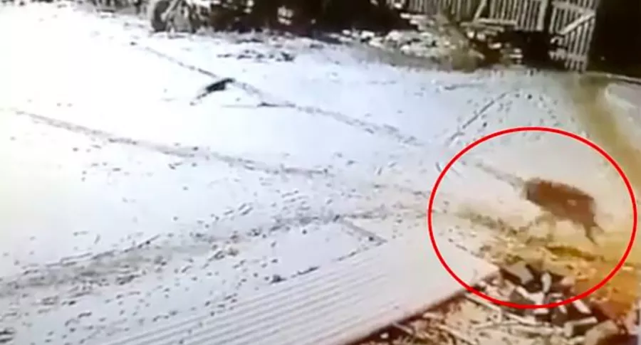 Captura de pantalla de video de lobo que atacó a perros y luego fue estrangulado por un granjero ruso