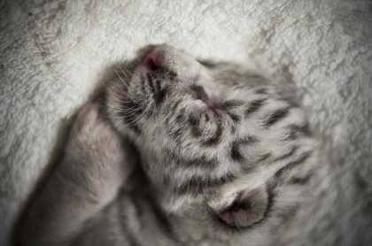 'Nieve', la tigresa de bengala recién nacida que derrite a Centroamérica 