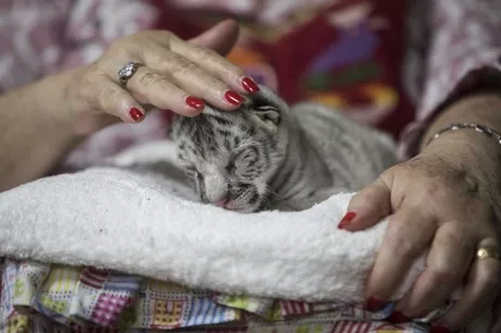 'Nieve' nació hace pocos días, con un peso de 954 gramos. Es hija de dos tigres de Bengala de pelaje amarillo y negro / AFP.
