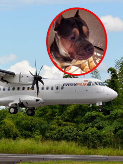 Avión de Easyfly, aerolínea donde murió un perro al viajar en bodega, y Homero, el perro que murió