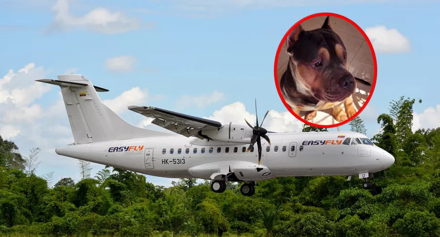 Avión de Easyfly, aerolínea donde murió un perro al viajar en bodega, y Homero, el perro que murió 