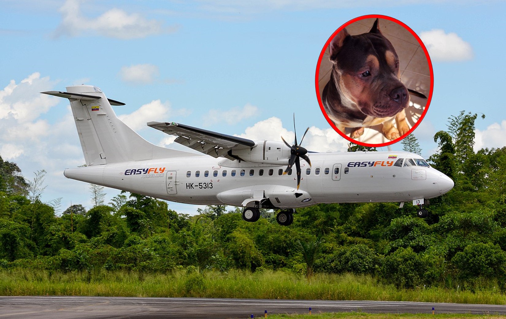 Easyfly responde por perro que murió viajando en bodega
