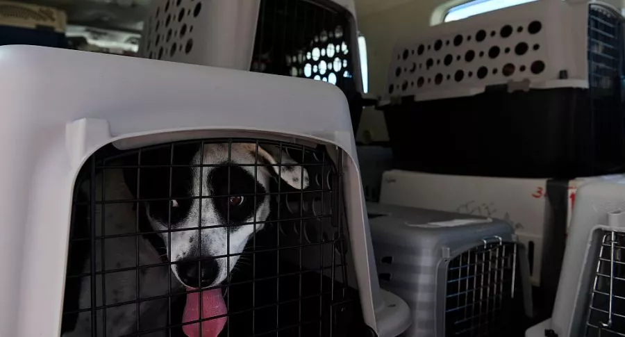 Foto de un perro en guacal ilustra nota sobre los cuidados debe tener en cuenta al viajar con mascotas