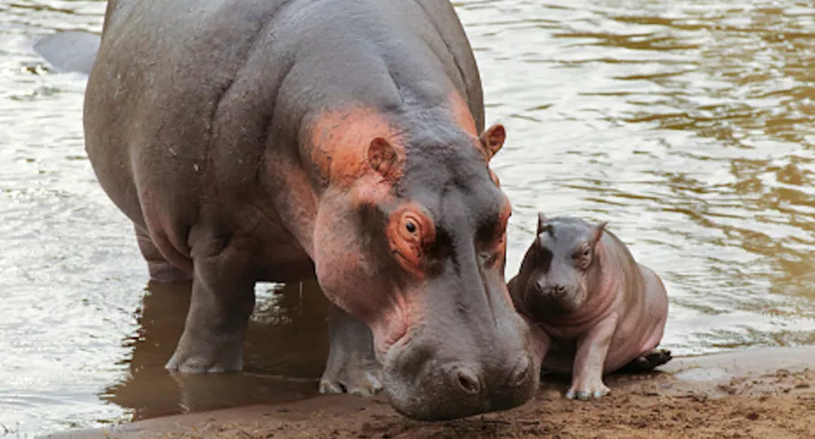 Foto de referencia de un hipopótamo y su cría.