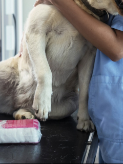 Perro en el veterinario ilustra nota sobre hombre que atacó a un perro con tijeras, en la vía a La Calera