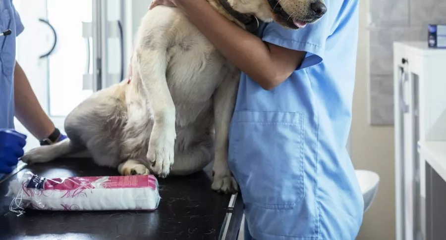 Perro en el veterinario ilustra nota sobre hombre que atacó a un perro con tijeras, en la vía a La Calera