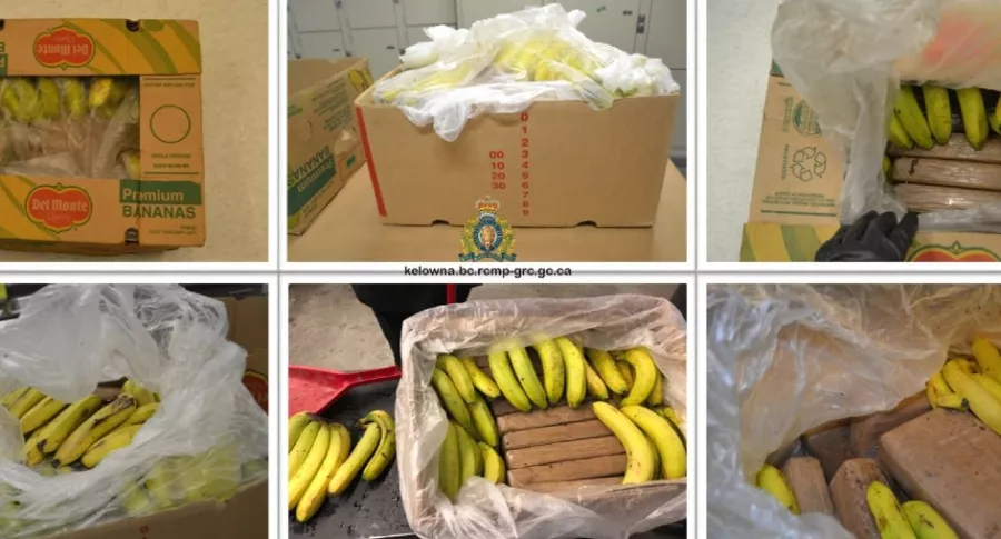 Cajas de banano en las que había cocaína: fueron encontradas en Canadá y provenían de Colombia
