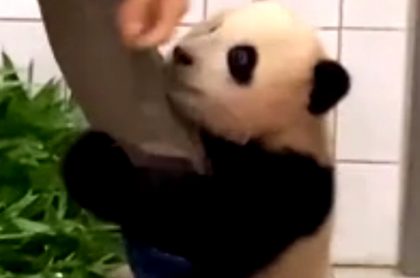 bebé panda en zoo de Corea del Sur.