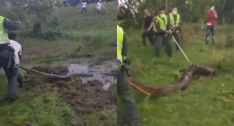 Fotos de la anaconda que atraparon cerca de un hotel en Puerto López, Meta