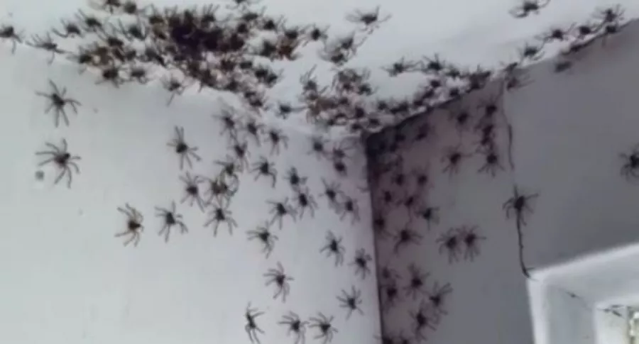 Captura de pantalla de video que muestra cientos de arañas en cuarto de niña pequeña en Australia