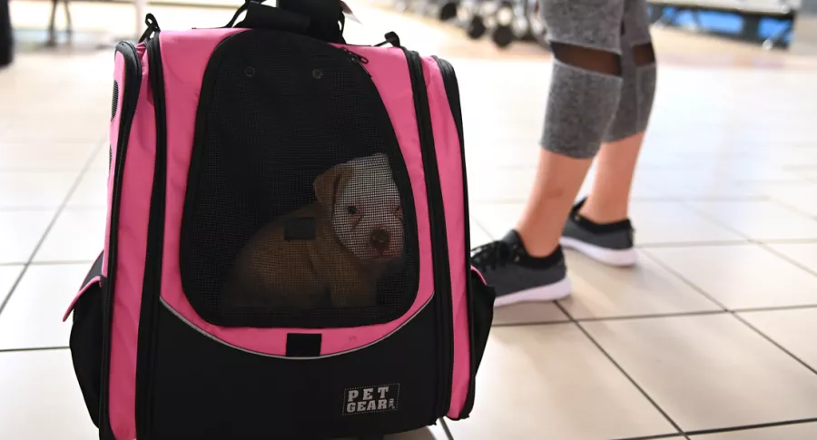 Foto de perro en maleta ilustra nota sobre recomendaciones para viajar en avión con animales