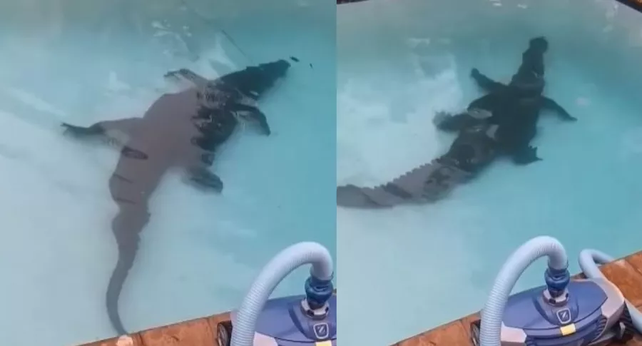 Capturas de pantalla de video viral en el que encuentran gigantesco cocodrilo en piscina de familia