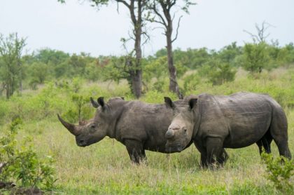 Rinocerontes en Sudáfrica, país en donde su caza furtiva disminuyó un 33 % en 2020.