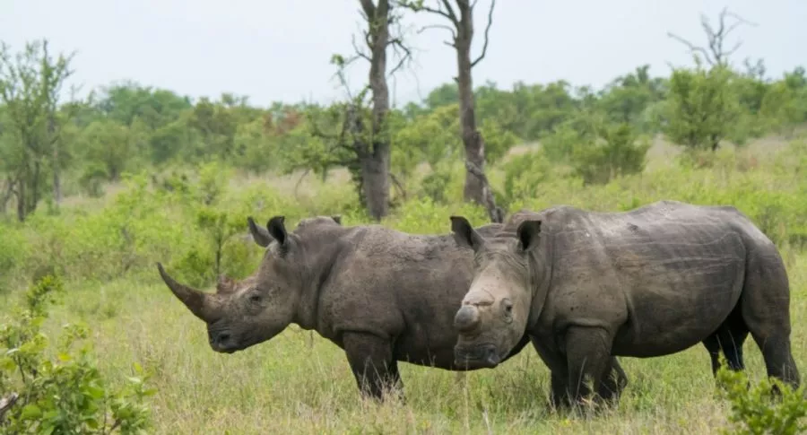 Rinocerontes en Sudáfrica, país en donde su caza furtiva disminuyó un 33 % en 2020.