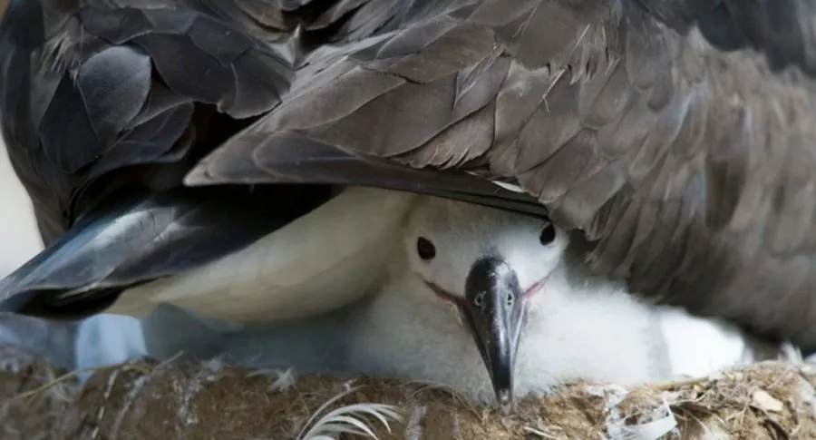 Cría de albatros, ilustra foto de ave marina más longeva del mundo volvió a ser madre a sus 70 años