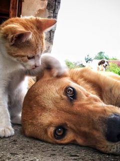 Perro y gato, ilustran nota de ciudad de Corea del Sur que hará pruebas de covid a todas las mascotas con síntomas