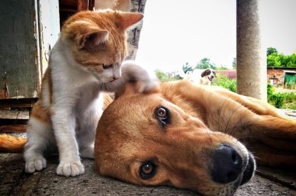 Perro y gato, ilustran nota de ciudad de Corea del Sur que hará pruebas de covid a todas las mascotas con síntomas