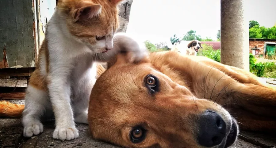 Perro y gato, ilustran nota de ciudad de Corea del Sur que hará pruebas de covid a todas las mascotas con síntomas