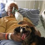 Amor fiel: abuelo recibe inesperada visita de su perrita antes de morir por COVID-19
