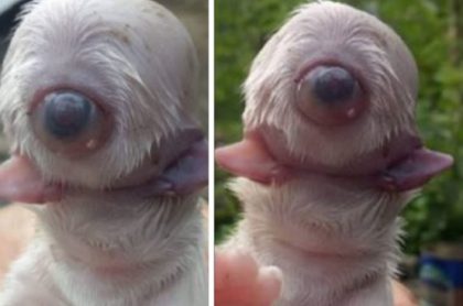 El perro, que nació con un solo ojo, dos lenguas y sin nariz, murió a las pocas horas debido a que presentó dificultades para respirar.
