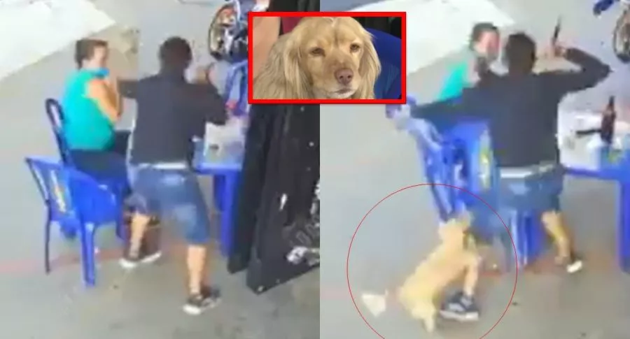Perro evitó robo a sus dueñas en una calle de Bucaramanga.
