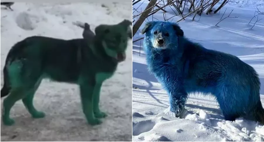 Perros con pelaje de color verde y azul, ilustran fotos virales de perros de color azul y verde en Rusia