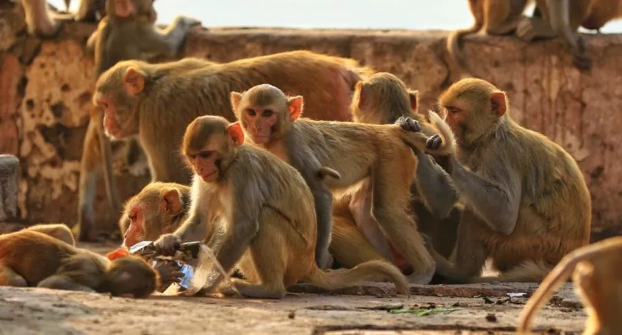 Manada de monos, ilustra nota de bebé que murió luego de ser robada por unos monos en Thanjavur, India