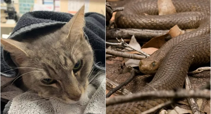 Arthur, el gato australiano que murió por enfrentar a serpiente venenosa para defender a niños