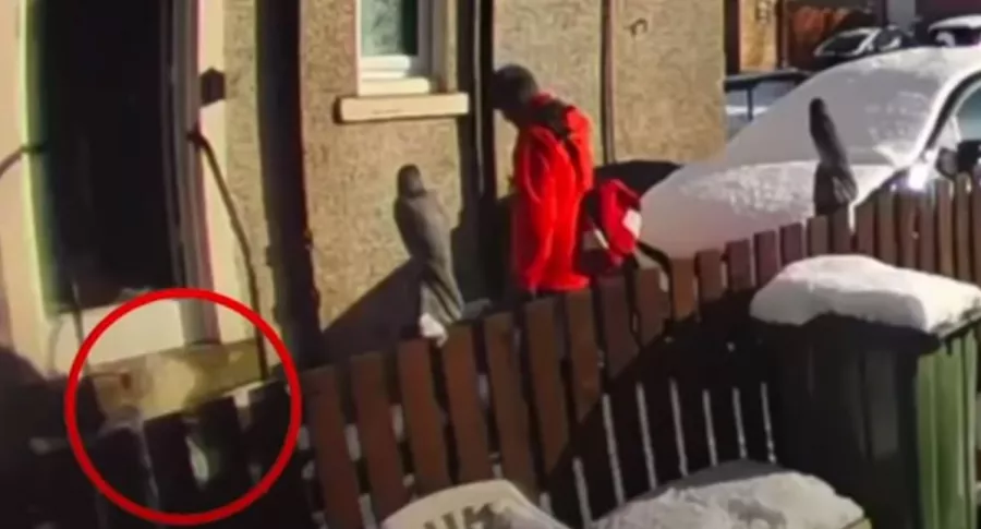 Captura de pantalla de video viral de cartero que dejó tirada en la nieve a anciana que pedía ayuda