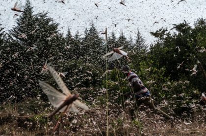 Hombre corre en medio de la devastadora plaga de langostas en Kenia