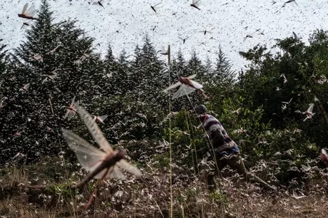 Galería de fotos de la devastadora plaga de langostas  en Kenia