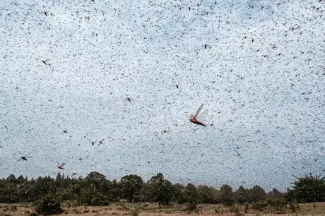 Galería de fotos de la devastadora plaga de langostas  en Kenia