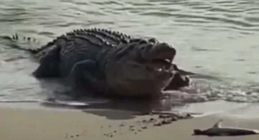 Captura de pantalla de video viral en que se ve a cocodrilo devorando a 2 tiburones, en Australia