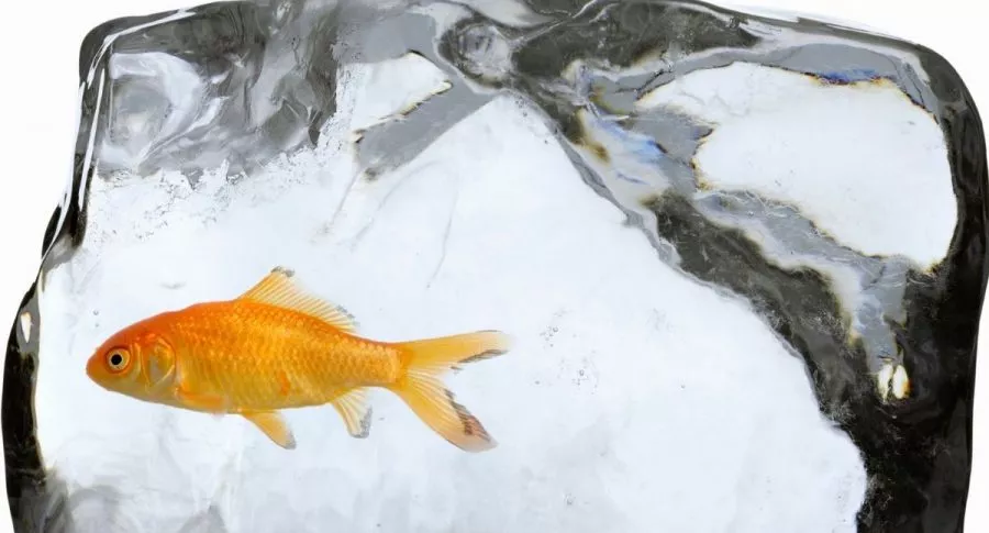 En TikTok ronda un video en el que una pecera y un pez se congelan.