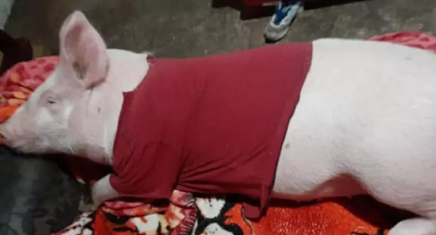 'Churry', el cerdo que se perdió en Uruguay. 