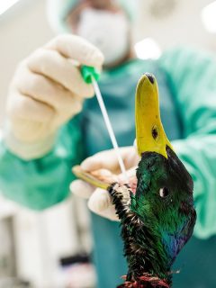 Gripe aviar, nueva cepa H5N8: Rusia detecta caso en humanos