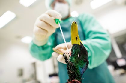 Gripe aviar, nueva cepa H5N8: Rusia detecta caso en humanos