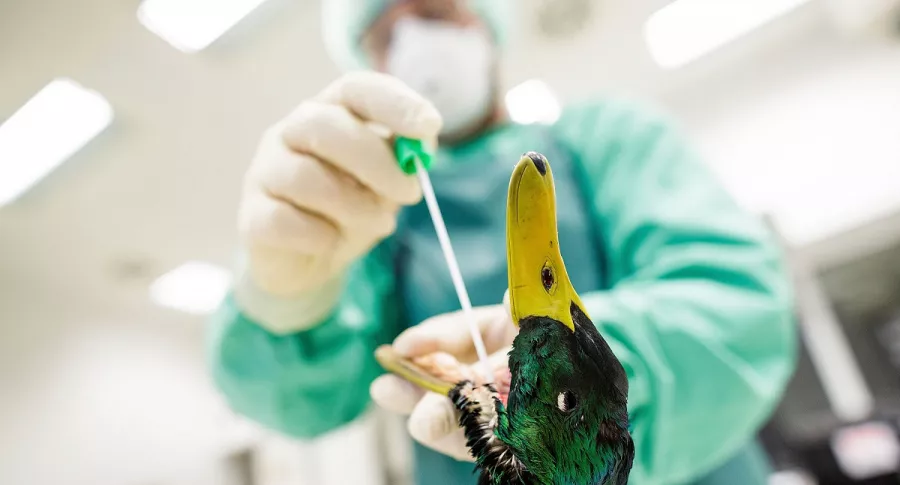 Gripe aviar, nueva cepa H5N8: Rusia detecta caso en humanos
