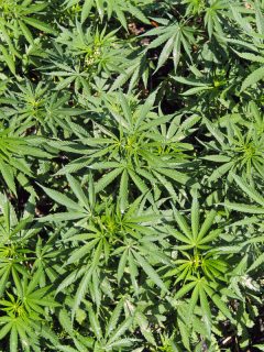 Matas de marihuana en un parque de Bogotá.